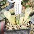 Haworthia truncata 'HAKUJI LENS' variegated