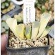 Haworthia truncata 'HAKUJI LENS' variegated