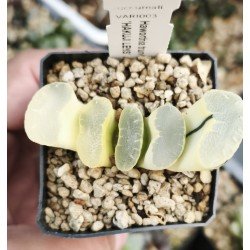 Haworthia truncata 'HAKUJI LENS' variegated