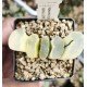 Haworthia truncata 'HAKUJI LENS' variegated