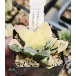 Haworthia 'tropical night' variegated