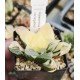 Haworthia 'tropical night' variegated