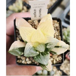 Haworthia 'tropical night' variegated