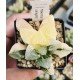 Haworthia 'tropical night' variegated