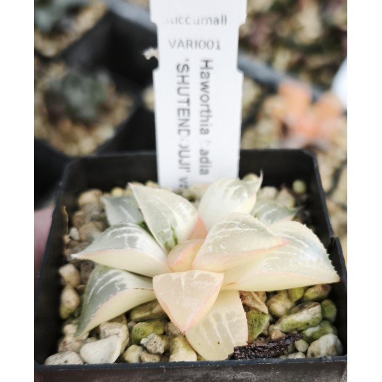 Haworthia bayeri variegated