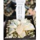 Haworthia bayeri variegated