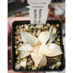 Haworthia badia 'SHUTENDOUJI' variegated