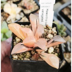 Haworthia bayeri variegated