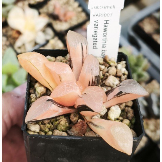 Haworthia bayeri variegated