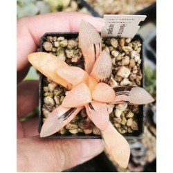 Haworthia bayeri variegated