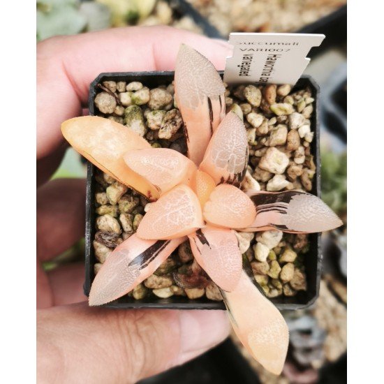 Haworthia bayeri variegated