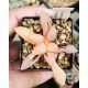 Haworthia bayeri variegated