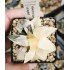 Haworthia bayeri variegated