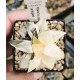 Haworthia bayeri variegated