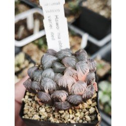 Haworthia obtusa variegated