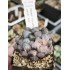 Haworthia obtusa variegated