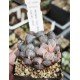 Haworthia obtusa variegated