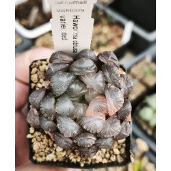 Haworthia obtusa variegated