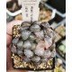 Haworthia obtusa variegated
