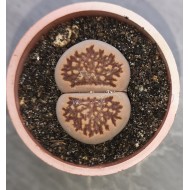 Lithops julii 'kikushogiyoku'