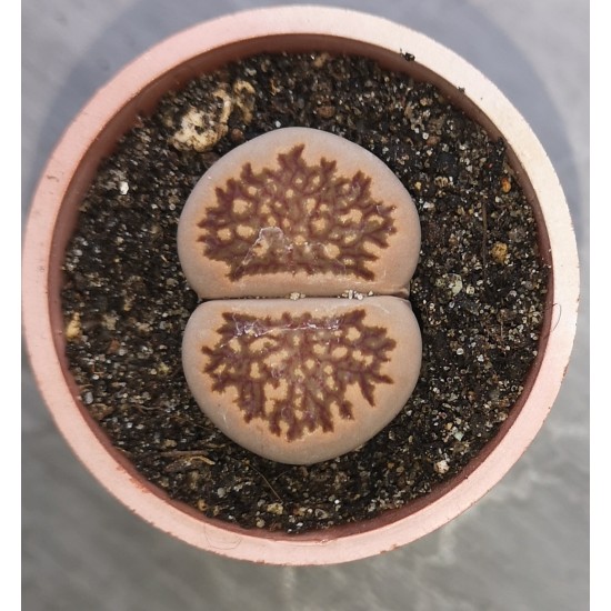 Lithops julii 'kikushogiyoku'