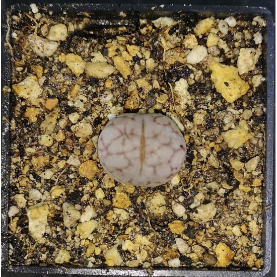 Lithops nuwa stone L393