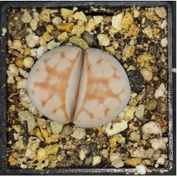 Lithops Pink Panther