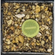 Lithops aucampiae subs. euniceae cv. Bellaketty c48a