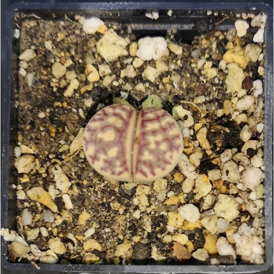 Lithops dorotheae C1246