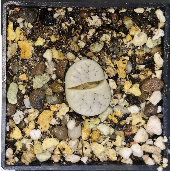 Lithops gracilidelineata C261