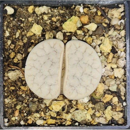 Lithops gracilidelineata C262