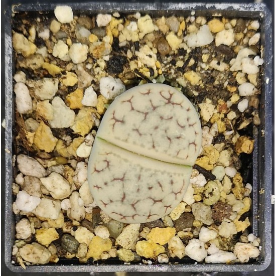 Lithops gracilidelineata C383