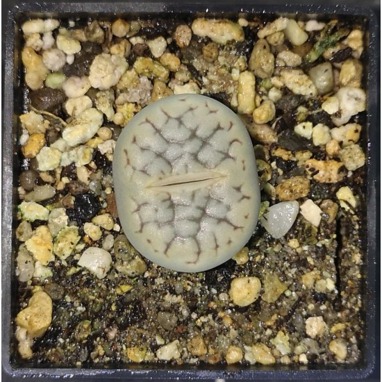 Lithops hookerii C91