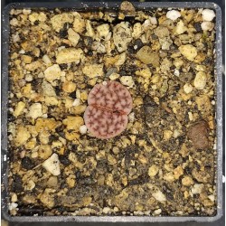 Lithops karasmontana \Axel\s Rose\ - XP1016