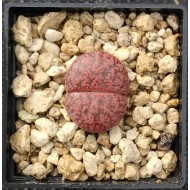 Lithops lesliei cv. Fred´s Redhead