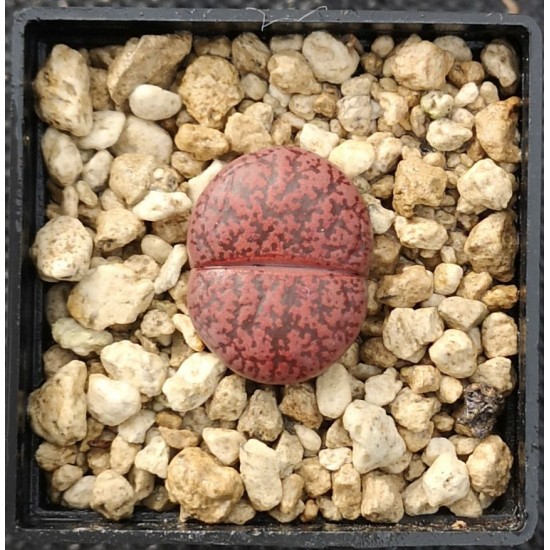 Lithops lesliei cv. Fred´s Redhead