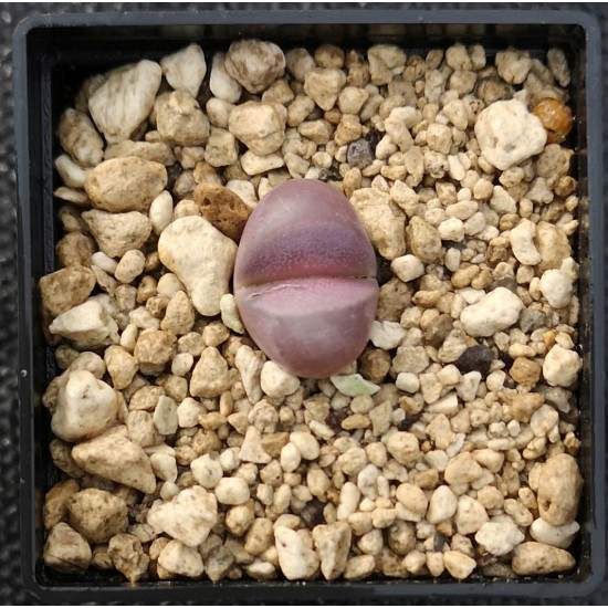 Lithops optica rubra