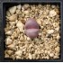 Lithops optica rubra