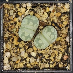 Lithops otzeniana C128a