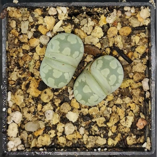 Lithops otzeniana C128a