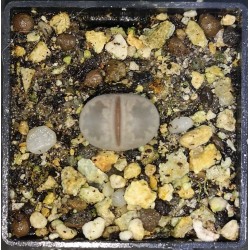 Lithops otzeniana Cesky Granat