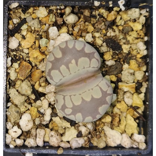 Lithops otzeniana SH531