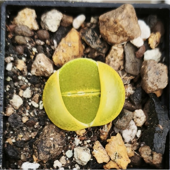 Lithops aucampiae subs. euniceae cv. Bellaketty c48a