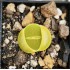 Lithops aucampiae subs. euniceae cv. Bellaketty c48a