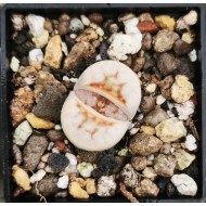Lithops julii 'Hot Lips’ C183A