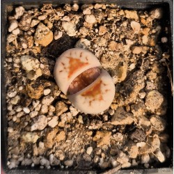 Lithops julii 'Hot Lips’ C183A