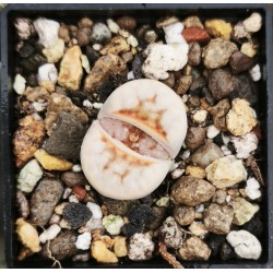Lithops julii 'Hot Lips’ C183A