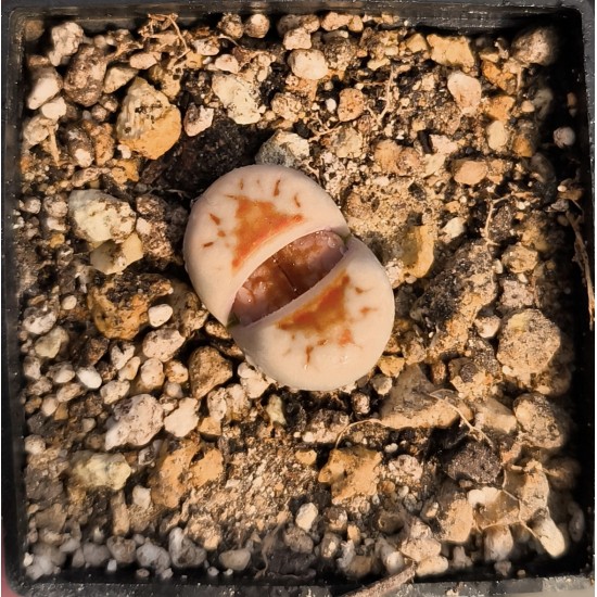 Lithops julii 'Hot Lips’ C183A