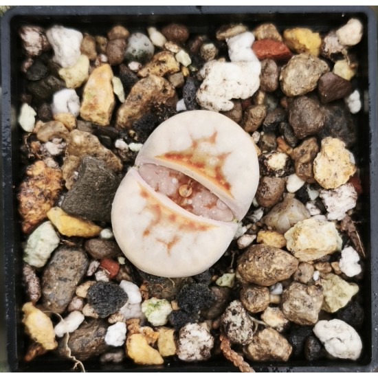 Lithops julii 'Hot Lips’ C183A