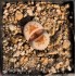 Lithops julii 'Hot Lips’ C183A